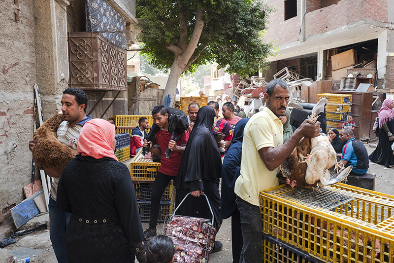 Nécropole du Caire : le souk Al-Gomaa (marché du vendredi) traverse la nécropole sud. On y trouve toute la faune locale à petits prix, du caméléon au faucon, en passant par des bébés crocos et des poussins multicolores génétiquement modifiés.