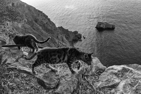 Messolonghi (2020). J’ai aimé son audace et son humour. La pêche avait été bonne, une bonne douche avant le festin ne se refusait pas. L’homme libre sait rire de lui-même.